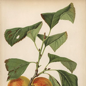 Plum cultivar, Harriet, Prunus domestica