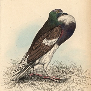Pouter or cropper pigeon, Columba livia gutturosa
