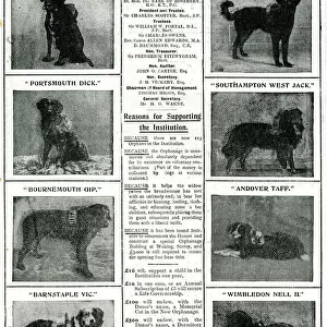Railway Orphanage Charity Collecting Dogs