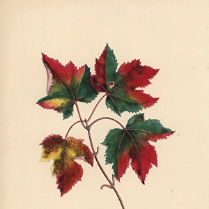 Red maple leaves in autumn, Acer rubrum