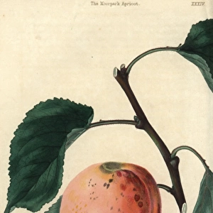 Ripe fruit and leaves of the Moorpark Apricot