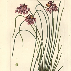 Rush lily, Sowerbaea juncea, native to Australia