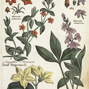 Scarlet pimpernel, bogbean, and fringed waterlilly