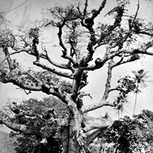 Silk cotton tree at St. Thomas, West Indies