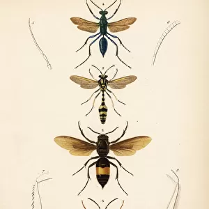 Species of wasps