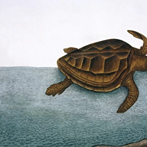 Testudo marina, loggerhead turtle
