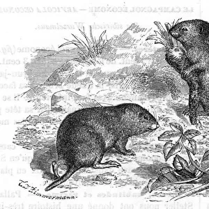 Voles and vegetables