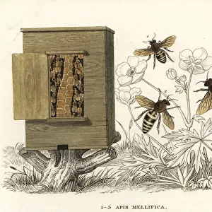 Western honey bee, Apis mellifera, and hive