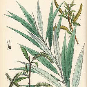 White willow or golden willow, Salix alba
