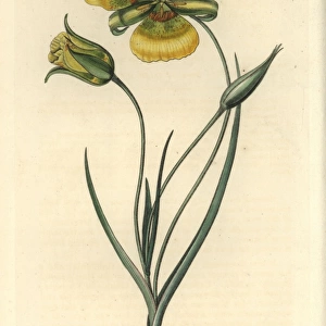 Yellow mariposa lily, Calochortus luteus