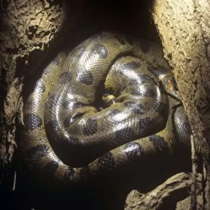Anaconda - hidden among tree roots to survive dry season