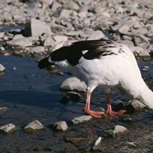 Andean Goose Peru