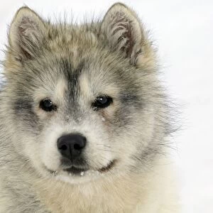 Arctic / Siberian Husky - puppy, close-up of face. Churchill. Manitoba, Canada