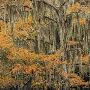 Bald Cypress tree draped in Spanish moss with fall colors. Caddo Lake State Park, Uncertain, Texas Date: 27-10-2021