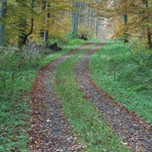 Beech Trees - forest and woodland track - autumn - Hessen - Germany