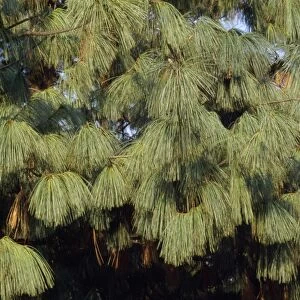 Blue / Himalayan White Pine Tree - sometimes erroneously called Bhutan Pine. Previously Pinus griffithii or Pinus excelsa
