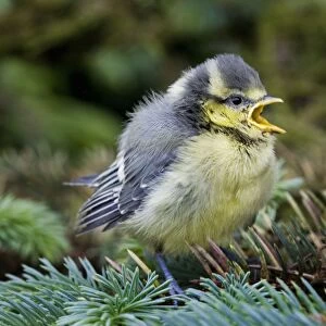 Blue tit - chick in pine tree