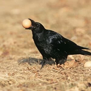 Carrion Crow - with hens egg in beak