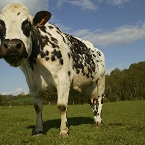 Cattle Related Images