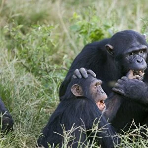 Chimpanzee - adult playing with juvenile - Ngamba Island Chimpanzee Sanctuary