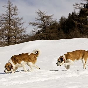 Dog - St Bernard - two sniffing in snow