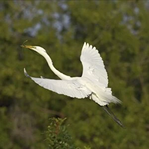 Great White Egret - In flight carrying sticks back to nest Venice Rookery, Florida, USA BI000215