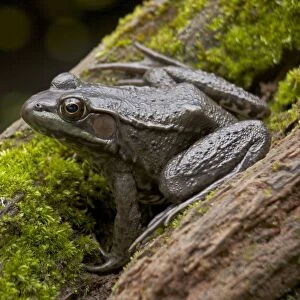 Green Frog - New York - USA