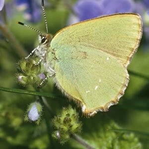 Green Hairstreak Butterfly Distribution: Throughout Europe, parts of North Africa & across Asia to Siberia. Found in UK & has wide distribution in Scotland, Wales & Ireland