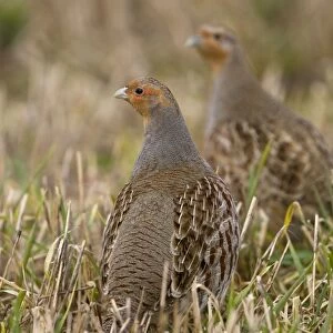 Grey Partridge - male and Female standing in late winter barley stubble, March. Narborough, Norfolk, U. K