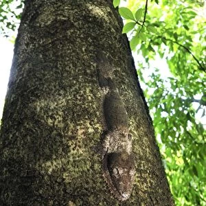 Henkel's Leaf-tailed Gecko - on tree - Ankarana National Park - Northern Madagascar