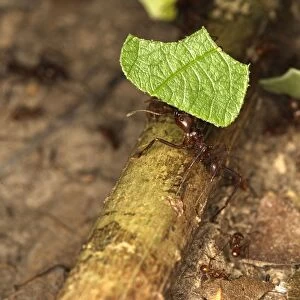 Leaf-cutter Ant Lake Sandoval Amazon Peru