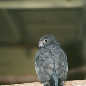 Lesser Vasa / Black Parrot - on perch