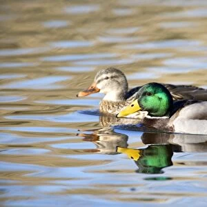 Mallard Duck- Pair