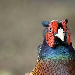 Pheasant - Cock bird close up of head - North Lincolnshire - England