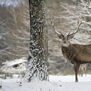 Red Deer - in winter coat, standing in snow