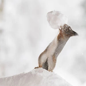Red squirrel holding a snowball