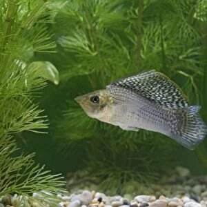 Sailfin Molly Fish - front view male by weeds UK