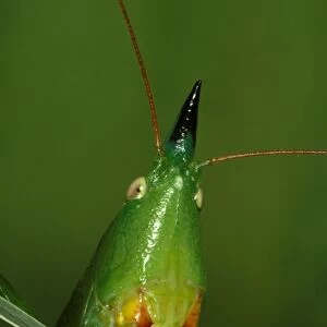 A snout-nosed katydid - with powerful mandibles used to crack seeds or give a painful nip if the insect is mishandled