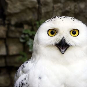 Snowy Owl - France