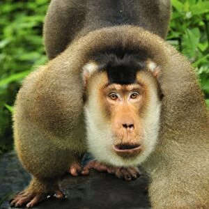 Southern Pig-tailed Macaque - Gunung Leuser National Park - Northern Sumatra - Indonesia