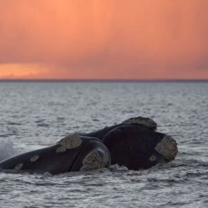 Southern Right Whale - Courting: male and female, touching, swimming close to each other. Valdes Peninsula, Province Chubut, Patagonia, Argentina