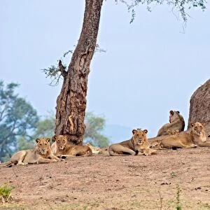 African lions C015 / 6457
