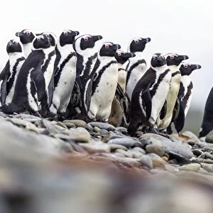 African penguins on the beach C014 / 4978