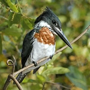 Amazon kingfisher male
