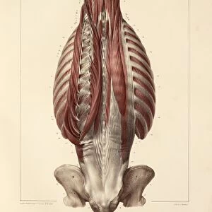 Deep back muscles, 1831 artwork