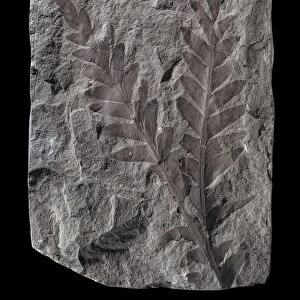 Dicroidium, seed fern fossil C016 / 5054