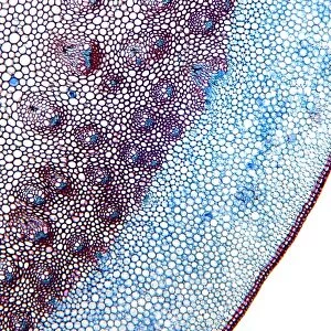 Dracaena draco stem, light micrograph
