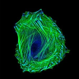 Embryonic smooth muscle cell C018 / 8595