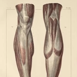 Fascia of the lower leg, 1831 artwork