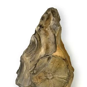 Flint handaxe with fossil echinoid C016 / 6004